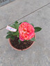 意軒月季特大花濃香果汁陽(yáng)臺庭院花卉植物盆栽薔薇四季玫瑰花苗帶花苞 紅果汁(灌木月季開(kāi)花季節帶花) 小苗含營(yíng)養缽 曬單實(shí)拍圖