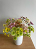 小雛菊鮮花 云南昆明斗南鮮花基地鮮切花插瓶隨機混色多頭小雛菊 【小雛菊鮮花】隨機 10枝一扎 曬單實(shí)拍圖