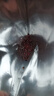 早熟五號大白菜種子50天秋冬四季播種耐熱高產(chǎn)小白菜種子蔬菜種籽 早熟五號白菜種子 1包約1000粒 曬單實拍圖
