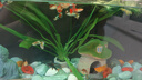 米家（MIJIA）智能生態(tài)魚(yú)缸還原自然生態(tài) 智能魚(yú)缸+濾芯套裝 曬單實(shí)拍圖