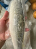 彈指鮮生 挪威青花魚(yú) 大西洋鯖魚(yú) 冷凍鮐鲅魚(yú)固形物≥80% 生鮮 魚(yú)類(lèi)青魚(yú) 1袋裝  6片 凈重920g 曬單實(shí)拍圖