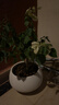 行湘三角梅盆栽花卉觀(guān)花植物綠櫻三角梅周長(cháng)約2CM（不含盆）源頭直發(fā) 曬單實(shí)拍圖