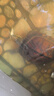 灌湘鳥(niǎo)龜糧蝦干魚(yú)干淡水新鮮無(wú)鹽晾曬烏龜飼料淡水魚(yú)草龜幼龜巴西龜食物 淡水無(wú)鹽小魚(yú)干 1100-1300條【不吃包退】 曬單實(shí)拍圖