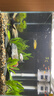 錦鯉魚(yú)活體觀(guān)賞魚(yú)活魚(yú)小型易養冷水淡水魚(yú)小魚(yú)苗錦鯉金魚(yú)好看錦鯉 6-8cm 六色錦鯉套餐6條 曬單實(shí)拍圖