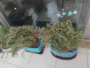 滿天星盆栽綠植帶花苞鮮花花卉四季開花期不斷臥室內(nèi)客廳陽臺(tái)桌擺 [滿天星中盆（冠幅13-15厘米）+原土發(fā)貨] 曬單實(shí)拍圖