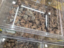 雙盟 綠蘿盆栽除甲醛花卉綠植辦公室新房凈化空氣110款10盆裝源頭直發(fā) 曬單實拍圖