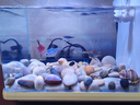 百綸木千天使魚觀賞魚【順豐發(fā)貨】孔雀魚斑馬魚小型熱帶魚淡水魚好養(yǎng)易活 2-3cm練手孔雀魚 8條 曬單實拍圖