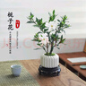 八芽小葉梔子花盆栽開花植物室內(nèi)桌面茶幾好養(yǎng)花卉綠植辦公室凈化空氣 小葉梔子花-陶瓷豎紋盆 帶盆栽好 曬單實(shí)拍圖