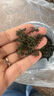 神農金康 絞股藍500g  深山嫩芽葉高山茶 應酬多喝酒男女祛滋補濁茶養生茶 曬單實(shí)拍圖