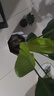 植男植女天堂鳥(niǎo)盆栽客廳室內好養大型落地真綠植辦公室植物鶴望蘭源頭直發(fā) 曬單實(shí)拍圖