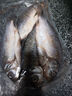 微山湖野生鯽魚土漁民捕撈活魚現(xiàn)殺凈膛滋補(bǔ)燉湯400g/袋 中號(hào)【4-6條/400g】400g*3袋 曬單實(shí)拍圖