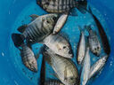 久巖LA蘆葦浮漂高靈敏加粗醒目輕口鯽魚漂正品專用大物魚標(biāo)魚漂 LA03中小鯽/翻身快(鉛1.5-2.3g) 1號(hào) 曬單實(shí)拍圖