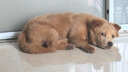皇家狗糧 幼犬狗糧 寵物 小型犬 MIJ31 全價(jià)犬糧 2-10月 2KG 曬單實(shí)拍圖