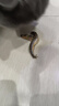 約克先生寵物零食凍干深海魚小魚干狗狗高鈣貓咪發(fā)腮多籽多春魚 50g 曬單實(shí)拍圖