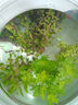 瘋狂水草魚草缸水草造景水草植物直接入缸火山石40-60cm缸源頭直發(fā)包郵a 曬單實(shí)拍圖
