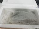 瘋狂水草（FKSC）莫斯水草活體植物魚(yú)缸造景底部前景套餐懶人陰性莫斯樹(shù)沉木水榕 莫斯小屋 曬單實(shí)拍圖