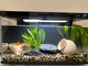 瘋狂水草天然貝殼海螺適配小米魚(yú)缸造景水族箱全套布景海星裝飾生態(tài)擺件 溪流缸造景套餐（適合30-40cm魚(yú)缸） 曬單實(shí)拍圖