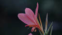 適馬（SIGMA）56mm F1.4 DC DN｜Contemporary 半畫(huà)幅大光圈定焦鏡頭 人像特寫(xiě)（適馬56 f1.4索尼E卡口） 曬單實(shí)拍圖