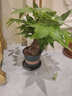 發(fā)財樹(shù)盆栽大植物室內辦公室桌面客廳小盆景招財樹(shù)苗綠植花卉盆栽 大單桿發(fā)財樹(shù) 11-14cm【加侖盆】 【送肥料】 曬單實(shí)拍圖