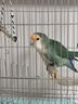 寵易生鳥用驅(qū)廦蟲噴劑鸚鵡鴿子鳥類咬毛啄羽掉毛螨蟲體外清潔噴霧500ML 曬單實拍圖