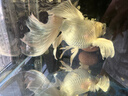 備能 日本黃粉魚(yú)藥爛尾爛肉魚(yú)用白點(diǎn)凈水霉病頭洞魚(yú)缸專(zhuān)用殺菌藥劑50g 曬單實(shí)拍圖