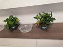 雙盟綠蘿盆栽除甲醛花卉綠植辦公室新房?jī)艋諝?120款10盆源頭直發(fā) 曬單實(shí)拍圖