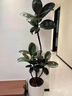 瑯闕1.5-1.7m黑金剛橡皮樹(shù)客廳綠植室內大盆落地盆栽單枝白球源頭直發(fā) 曬單實(shí)拍圖