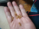 金鉤海米 蝦米蝦仁煲湯炒菜 海產(chǎn)干貨 500g 曬單實(shí)拍圖