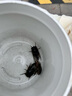 翔泰海南深海金鯧魚(yú)700g 2條 燒烤 火鍋 生鮮魚(yú)類(lèi) BAP認證 海鮮水產(chǎn) 曬單實(shí)拍圖
