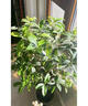 臨雅四季桂花盆栽樹(shù)苗新中式盆景矮樁辦公室綠植物福喜青瓷盆源頭直發(fā) 曬單實(shí)拍圖