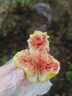 京鮮生山東煙臺(tái)紅富士 蘋(píng)果 凈重5斤單果200g+ 新鮮水果 源頭直發(fā) 曬單實(shí)拍圖