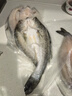 鮮京采三去海鱸魚(yú)3斤/3條 生鮮魚(yú)類(lèi) 白蕉鱸魚(yú)地標 中秋家宴魚(yú)類(lèi)源頭直發(fā) 曬單實(shí)拍圖
