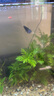泰國斗魚觀賞魚純白婚紗半月懶人好養(yǎng)耐活魚缸寵物熱帶魚 大藍(lán)袍精品+大紅袍半月公2條 曬單實拍圖