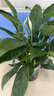 白掌一帆風順盆栽植物室內(nèi)花卉綠植水養(yǎng)四季開花新手好養(yǎng)活 白掌1盆（繁星盆） 曬單實拍圖