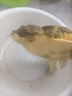 八里河甲魚鮮活食用生態(tài)野外生長老鱉外塘散養(yǎng)水魚新鮮王八青黃背 正宗外塘生態(tài)老甲魚 4-5年【3-3.3斤公鱉】鮮活到家 曬單實拍圖