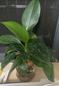 花點(diǎn)時(shí)間（Reflower）水培植物辦公室桌面切枝花卉盆栽室內(nèi)客廳高級(jí)綠植 【四件套B】袖珍椰子+瑪麗安+金鉆+鴨腳木(含瓶） 曬單實(shí)拍圖