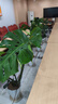 愛優(yōu)尚龜背竹觀葉植物室內(nèi)客廳辦公室綠植大盆栽凈化空氣吸甲醛源頭直發(fā) 曬單實(shí)拍圖