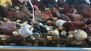 純天然溪流沙石原生魚缸鋪底石砂鵝卵石小石頭造景裝飾底砂龜缸 溪流石6-9毫米10斤(廠長推薦) 曬單實拍圖