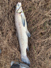 漢鼎螺紋鋼二代大物巨物竿28調(diào)5.5H鰱鳙青鱘魚臺釣桿手竿綜合釣竿魚竿 7.2m -5.5H硬度-24%用戶選擇 曬單實(shí)拍圖