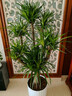 花財主大型盆栽綠植 檸檬樹(shù)鴨腳木發(fā)財樹(shù)天堂鳥(niǎo)綠植室內客廳大盆栽 多頭龍血樹(shù)1.3-1.5米【鉆石盆 含盆 曬單實(shí)拍圖