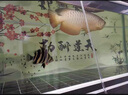金龍魚(yú)活魚(yú)龍魚(yú)幼苗招財(cái)風(fēng)水金頭過(guò)背古典藍(lán)底金龍魚(yú)苗熱帶觀賞魚(yú) 一條魚(yú)苗2-3cm 曬單實(shí)拍圖