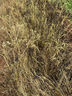 麒丁精草胺磷銨鹽除草劑高濃度 草銨磷專(zhuān)用除草爛根劑強力除草 1000克（1瓶）+送5袋助劑 曬單實(shí)拍圖