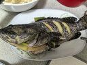 鮮活珍珠斑500-600g/條 曬單實(shí)拍圖