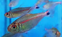 金利佳魚(yú)缸過(guò)濾器循環(huán)系統外置壁掛式合三一小型過(guò)濾家用養魚(yú)增氧去油膜 XP-606過(guò)濾器適合35cm缸 曬單實(shí)拍圖