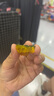 京鮮生 內蒙精品貝貝南瓜(超甜瓜)凈4.5斤單果300g+不愛(ài)吃包退 源頭直發(fā) 曬單實(shí)拍圖