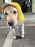 狗狗專(zhuān)用連帽雨衣服沖鋒衣中大型犬狗全包四腳防水金毛寵物 檸檬黃 3070-100斤 曬單實(shí)拍圖