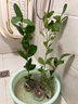 當年結果清香氣味原土發(fā)貨香水檸檬樹(shù)苗果樹(shù)苗室內陽(yáng)臺盆栽水果苗 總高40-50厘米【檸檬2顆】送肥料 曬單實(shí)拍圖