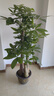 植男植女發(fā)財(cái)樹步步高盆栽客廳室內(nèi)大型綠色植物辦公室喬遷開業(yè)源頭直發(fā) 曬單實(shí)拍圖