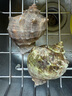 鮮京采 鮮活海螺 凈重2斤 6-8只 特大號 生鮮海鮮 中秋聚餐 源頭直發(fā) 曬單實拍圖