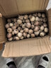 新鮮大蒜2025年現(xiàn)挖大蒜頭正宗紫皮獨頭蒜紅皮農(nóng)家特產(chǎn)大蒜批發(fā) 5斤裝 中果【果徑2.5-3cm】約40顆/斤 曬單實拍圖